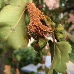 Cedar-quince rust, caused by Gymnosporangium clavipes, on hawthorn (Crataegus sp.).
