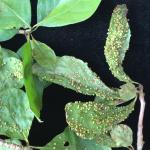 Fig 2: Leaf galls caused by Eriophyes nyssae on black tupelo (Nyssa sylvatica).
