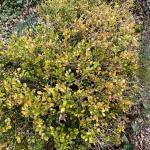 Boxwood hedge exhibiting symptoms of winter injury and an infestation of boxwood leafminer (Monarthropalpusi flavus). 
