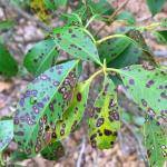 Pseudocercospora kalmiae on mountain laurel (Kalmia latifolia)