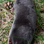 Eastern mole (Scalopus aquaticus)