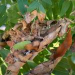 Close-up view of the damage caused by the mimosa webworm (Homadaula anisocentra) in a mature honeylocust (Gleditsia triacanthos).