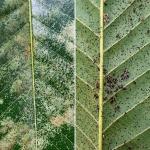 Lace bug (Corythucha arcuata) infestation on a sawtooth oak (Quercus acutissima). 