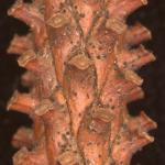 Small, black-colored, spore-bearing structures (ascomata) of Setomelanomma holmii rupturing through the bark on a dwarf blue spruce (Picea pungens 'Mrs. Cesarini') stem
