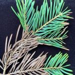 Browning of older needles on white fir (Abies concolor) caused by Rhizosphaera.