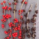 Colletotrichum fruit rot of winterberry (Ilex verticillata). Healthy berries (left) stand in stark contrast to diseased berries, which appear darkened and shriveled (right).  