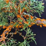 Orange-colored, gelatinous telia (spore-bearing structures) produced by the cedar-quince rust pathogen (Gymnosporangium clavipes) on eastern redcedar (Juniperus virginiana).