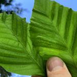 Foliar symptoms of beech leaf disease, caused by Litylenchus crenatae ssp. mccanii, on American beech (Fagus grandifolia).