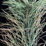 Symptoms and signs of pine needle rust, caused by Coleosporium asterum s.l., on pitch pine (Pinus rigida)