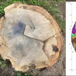 Overhead view of the stump (center) and enlarged view of the decay in the outer sapwood (left). The sonic tomogram (right) shows decay (green and magenta) restricted to the outer sapwood.