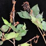 Symptoms of brown rot, caused by Monilinia fructicola, on Yoshino cherry (Prunus × yedoensis).