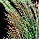 Symptoms of needle tip blight on mugo pine (Pinus mugo) caused by Septorioides strobi.