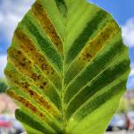Dark green, interveinal banding on a European beech (Fagus sylvatica) leaf caused by the foliar nematode Litylenchus crenatae ssp. mccannii. Photo by N. Brazee