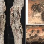 Symptoms (swollen perennial cankers with cracked, splitting bark; left) and signs (dark-colored perithecia; right) of Thyronectria canker on honey locust (Gleditsia triacanthos). Photos by N. Brazee