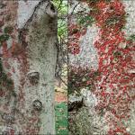 Red-colored fruiting bodies (perithecia) produced by Neonectria, cause of beech bark disease.