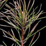 Symptoms and signs of Lophodermium needlecast on pitch pine (Pinus rigida). Photo by Nicholas Brazee. 