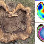 Overhead view showing the stump of a red oak (Quercus rubra) that suffered root and butt rot. The sonic tomogram (lower right) depicted a large area of decay (violet and blue area). The electrical resistance tomogram (upper right) depicted high electrical resistance within the decayed heartwood (area of red). Interpreted together, they indicate a cavity had developed. Photos by Nicholas Brazee. 