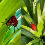 Adult lily leaf beetles (Lilioceris lilii) feeding and mating. Photo by N. Brazee