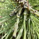 Larvae of the European pine sawfly (Neodiprion sertifer) on mugo pine (Pinus mugo). Photo by N. Brazee