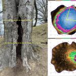 Sonic tomograms captured from a large (61" dbh) European beech (Fagus sylvatica) on the UMass campus with root and butt rot caused by Armillaria. Photo by N. Brazee