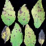 Dark-colored, angular spots and blotches caused by bacterial leaf spot (Xanthomonas) on Goldmound spirea (Spiraea japonica 'Goldmound'). Photo by N. Brazee