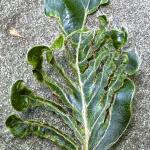 An undersized and distorted leaf from a European beech (Fagus sylvatica) infected with beech leaf disease. Photo by N. Brazee