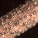 Black-colored, erumpent pycnidia produced by Cytospora on a cankered weeping willow (Salix babylonica) twig. Photo by N. Brazee