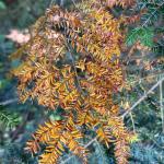 Naturally senescing needles of eastern hemlock (Tsuga canadensis). Photo by N. Brazee on 09/02/24