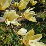 Magnolia 'Elizabeth', yellow-flowered magnolia