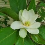 Magnolia virginiana, sweetbay Magnolia