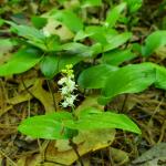 Maianthemum canadense, Canada mayflower
