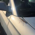 This large mantid is likely the Chinese mantid (Tenodera sinensis) which can be just over 4 inches in length. This insect was observed on a parked vehicle in Springfield, MA on 9/28/19. (Image courtesy of Deana Wood.) 