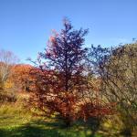 Metasequoia glyptostroboides exhibiting fall color.