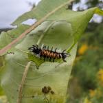 A milkweed tussock moth caterpillar found on milkweed in Hampshire County, MA on 9/5/2021. (Tawny Simisky, UMass Extension.)