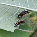 Milkweed tussock moth caterpillars found on milkweed in Hampshire County, MA on 9/5/2021. (Tawny Simisky, UMass Extension.)