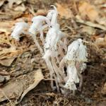 Monotropa uniflora, Indian pipes 
