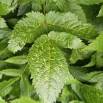 Mosaic symptoms on Astilbe (R. Norton)