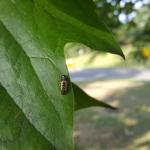 Tuliptree aphid activity was observed in Amherst, MA on 7/24/19. This is a native insect with many enemies, including the larvae of the multicolored Asian lady beetle as pictured here. This particular tree was covered in such aphid predators. (Tawny Simisky, UMass Extension)