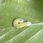 A caterpillar in the genus Pyreferra seen feeding on witch hazel in Granville State Forest in Granville, MA on 5/28/2022. (Image Courtesy of: Nick Brazee)