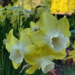 Narcissus 'Pipit', Jonquil daffodil 