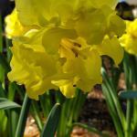 Narcissus 'Sunnyside Up', split-cup daffodil 