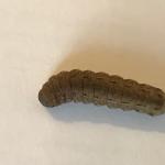 Noctua pronuba (winter cutworm)