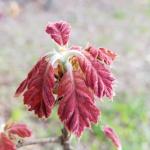 Many trees are starting to bloom and/or are just starting to leaf out, including oaks (Quercus sp.)