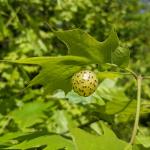An oak apple gall caused by a gall wasp in the genus Amphibolips seen on oak on 5/24/2022 in Hampshire County, MA. (Photo: Tawny Simisky)