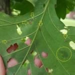 Species of lacebugs in the genus Corythucha can be found on deciduous hosts, including this bur oak. Adult lacebugs were viewed on 6/13/2018 in Amherst, MA and are pointed out here with yellow arrows. A group of lacebug eggs is circled in yellow. (Photo: T. Simisky)