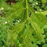 Oak shothole leafminer damage