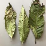 Oak shothole leafminer damage on American chestnut leaves collected from Maine on 6/14/2022. (Image Courtesy of: Rob Wick)