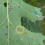 Yellow circles indicate larvae and the blue arrow points out a cocoon of the oak skeletonizer seen in Ashfield, MA on 7/6/2024. Photo: Tawny Simisky, UMass Extension.