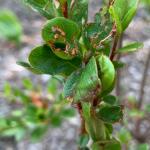 Feeding damage by the obliquebanded leafroller (Choristoneura rosaceana) on azalea.