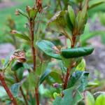 Feeding damage by the obliquebanded leafroller (Choristoneura rosaceana) on azalea
